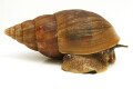 Achatina cf. balteata Congo semiadult